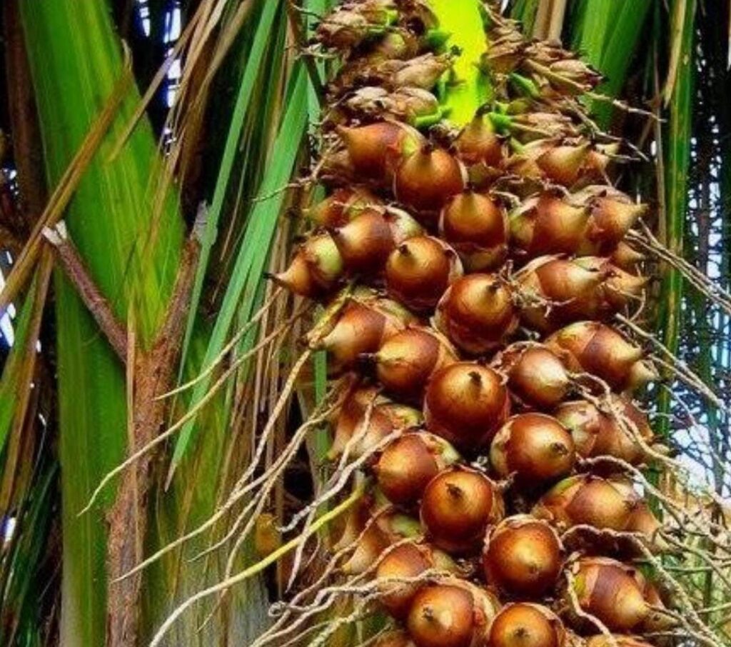 Babaçu  Package – 5 Days and 4 Nights