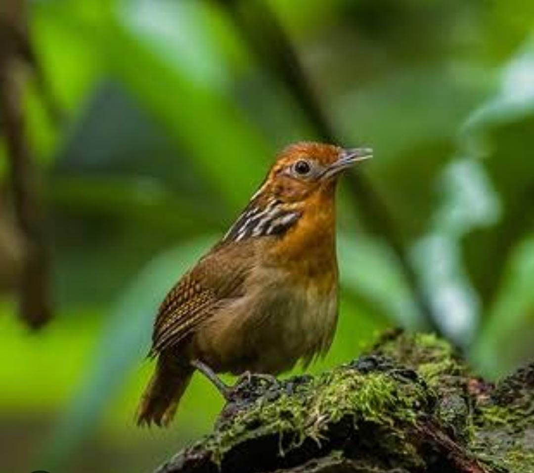 Pacote Uirupuru – 4 Dias e 3 Noites