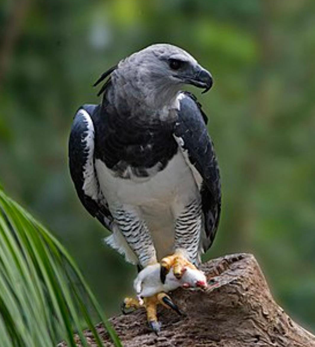 Pacote Harpy Eagle &#8211; 3 Dias and 2 Noites