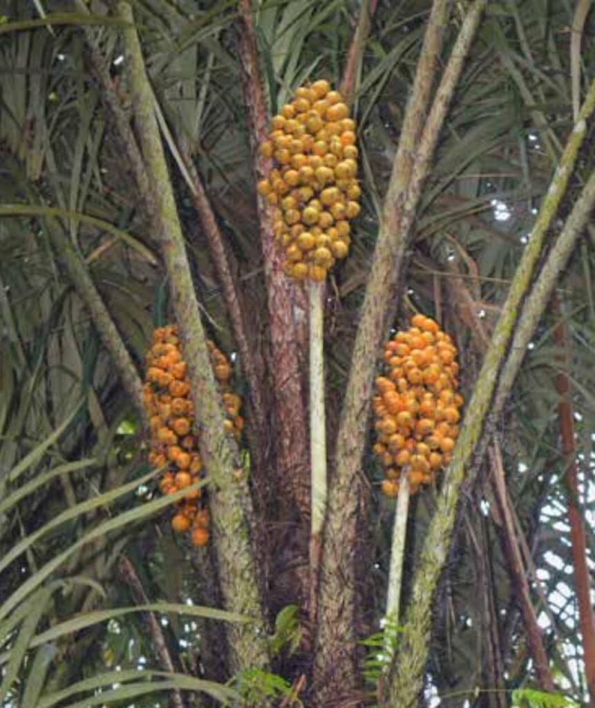 Tucumã  Package – 3 Days and 2 Nights