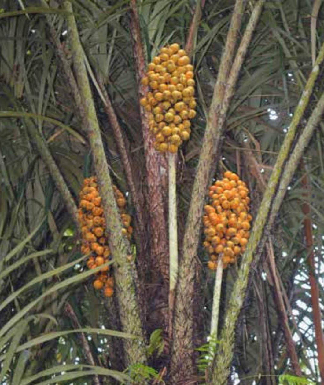 Pacote Tucumã – 3 Dias e 2 Noites